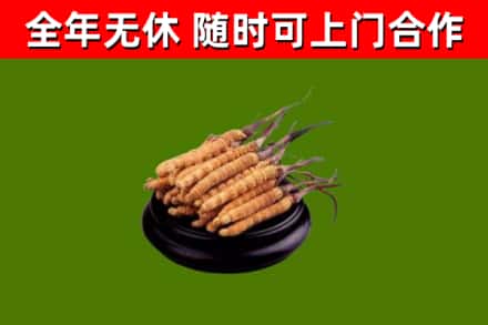 莒市回收散虫草